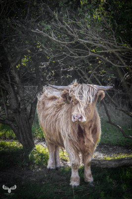 11575 - Highland Cattle under trees