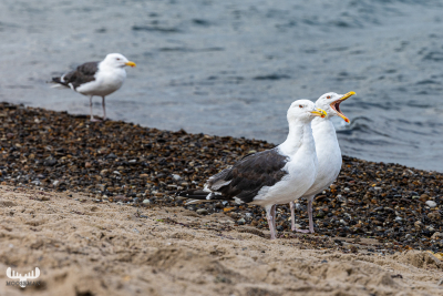 11595 - Lesser black-backed gulls, Klitmøller
