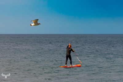 11598 - Stand Up Paddler and gull