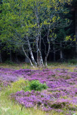 11604 - Heather and birch tree, Thagaards Plantage