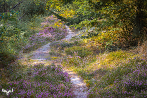 11609 - Heathercoated forest path, Thagaards Plantage