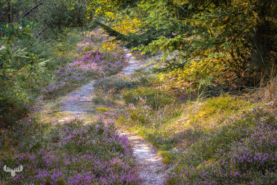 11609 - Heathercoated forest path, Thagaards Plantage