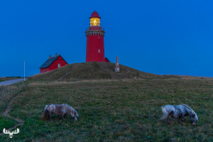 11690 - Bovbjerg Fyr lighthouse and horses in blue hour