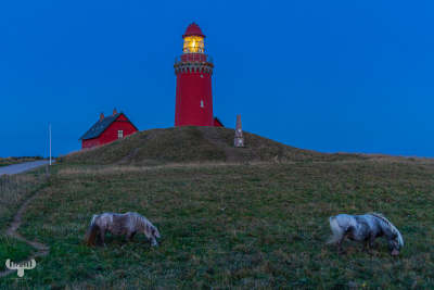 11690 - Bovbjerg Fyr lighthouse and horses in blue hour