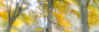 11735 - Autumn colors in Alkjær Lukke Park - Art Version II