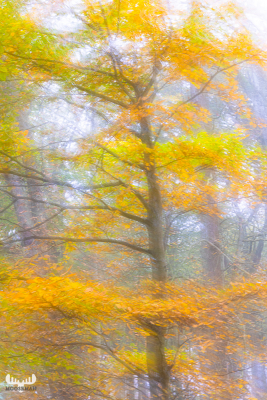 11736 - Autumn colors in Alkjær Lukke Par- Art version I