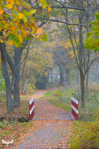 11738 - Autumn colors in Alkjær Lukke Park