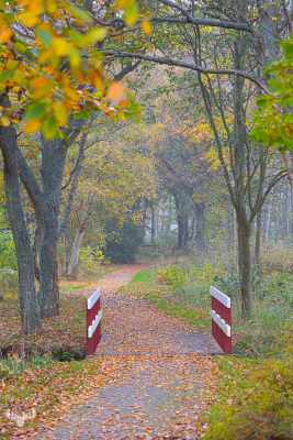 11738 - Autumn colors in Alkjær Lukke Park