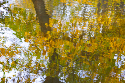 11739 - Autumn colors in Alkjær Lukke Park - relection I