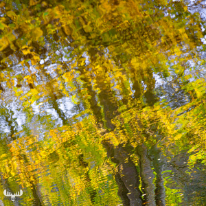 11741 - Autumn colors in Alkjær Lukke Park - relection II