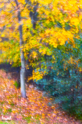 11742 - Autumn colors in Alkjær Lukke Park - autmum leaves