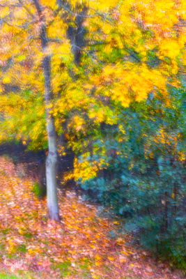 11742 - Autumn colors in Alkjær Lukke Park - autmum leaves
