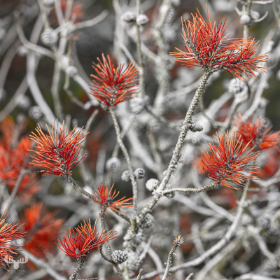 11751 - Red tree needles