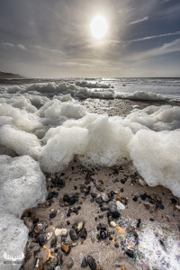 11756 - Algae foam on North Sea beach with sun
