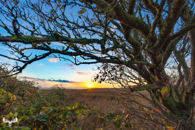 11760 - View through tree to Nr.Lyngvig Fyr at Ringkøbing Fjord