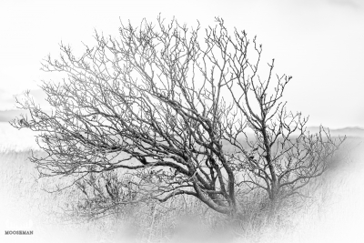 11762 - Tree at Ringkøbing Fjord - B/W