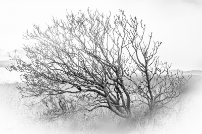 11762 - Tree at Ringkøbing Fjord - B/W