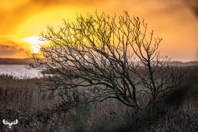 11763 - Tree at Ringkøbing Fjord - sunset I