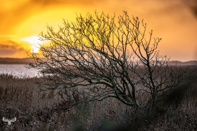 11763 - Tree at Ringkøbing Fjord - sunset I