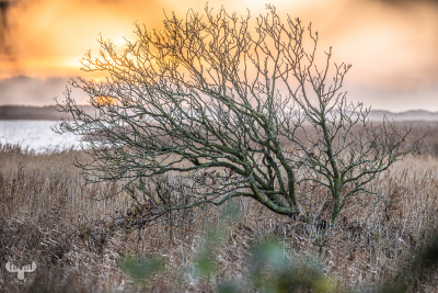 11767 - Tree at Ringkøbing Fjord - sunset II
