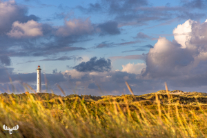 11777 - Nr.Lyngvig Fyr lighthouse - Heather landscape and clouds