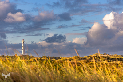 11777 - Nr.Lyngvig Fyr lighthouse - Heather landscape and clouds