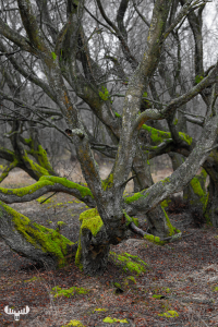 11821 - Livstræ - Old tree with moss