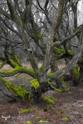 11821 - Livstræ - Old tree with moss