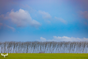 11844 - Tree rows, green meadow and blue sky