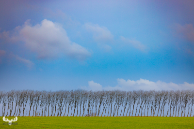 11844 - Tree rows, green meadow and blue sky