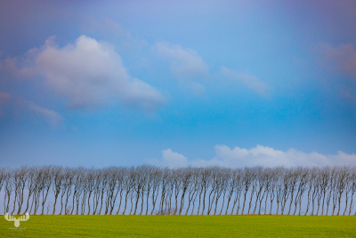 11844 - Tree rows, green meadow and blue sky