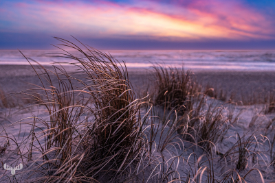 11863 - Beachgrass at Hvide Sande beach in vibrant sunset colors