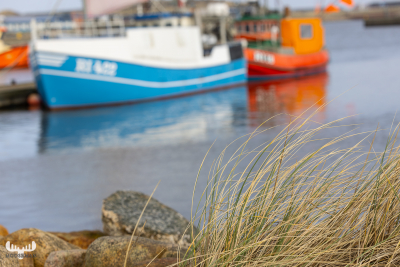 11882 - Beachgrass, background fishing boats in Hvide Sande havn harbor