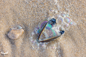 11888 - Stone and mussel shell on Hvide Sande beach sands