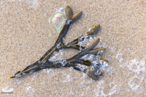 11889 - Seaweed on Hvide Sande beach sands