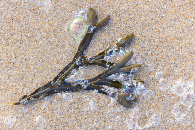 11889 - Seaweed on Hvide Sande beach sands