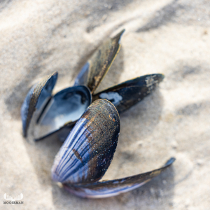 11893 - Mussel shells on Hvide Sande beach sands