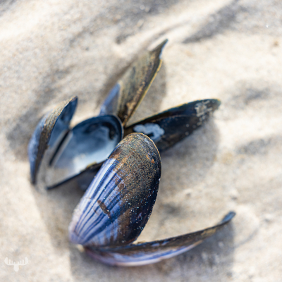 11893 - Mussel shells on Hvide Sande beach sands