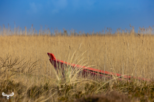 11905 - Red boat peaking out of reed in Ringkøbing Fjord