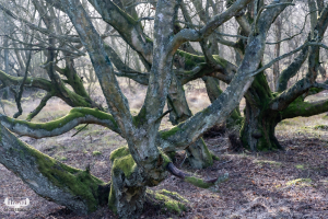 11909 - Old trees - Livstræ