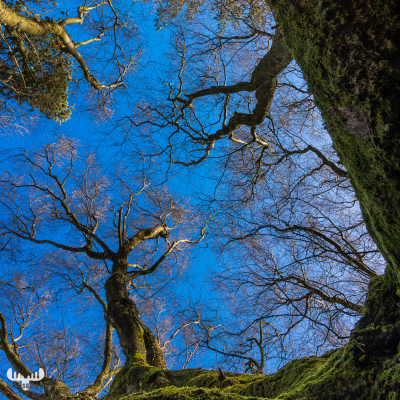 11912 - Trees from bottom into the sky