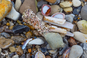 11923 - Shells and stones on Oddesund beach II