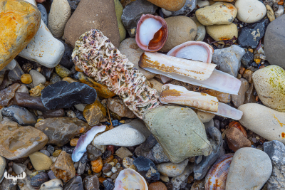 11923 - Shells and stones on Oddesund beach II