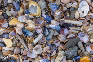 11924 - Shells and stones on Oddesund beach