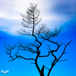 11930 - Bare tree silhouette with blue sky