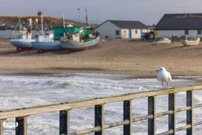 11952 - Gull sitiing on Nr-Vorupør pier handrails