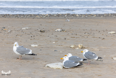 11954 - Gulls on Nr.Vorupør beach