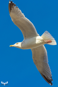 11967 -  Gull flying in blue sky