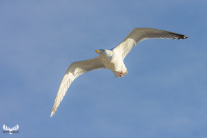 11968 - Flying gull