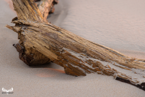 11991 - Driftwood on sunset lit beach sand  at Sortebærdalen St
